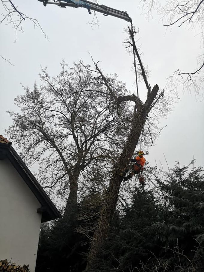 Referenzen - Schriebl Holzschlägerung und Erdbewegung in Lannach Holzschlägerung 