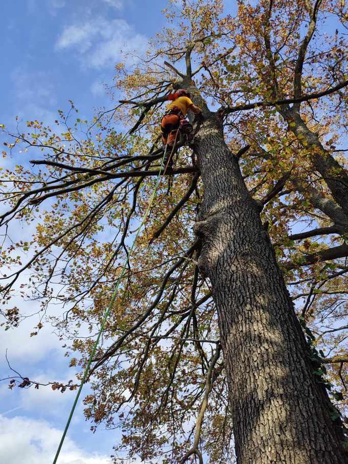 Holzschlägerung, Holzbringung & Holzzerkleinerung