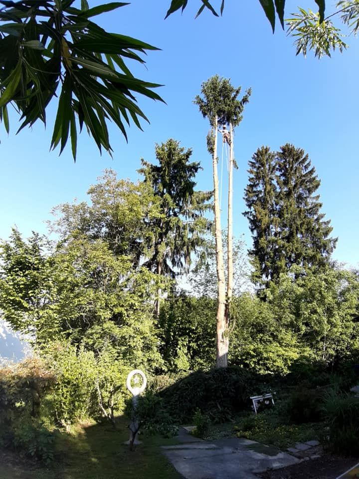 Baumabtragung, Rodungen, Baumschneiden sowie die Entfernung von Bäumen oder Gefahrenbäumen