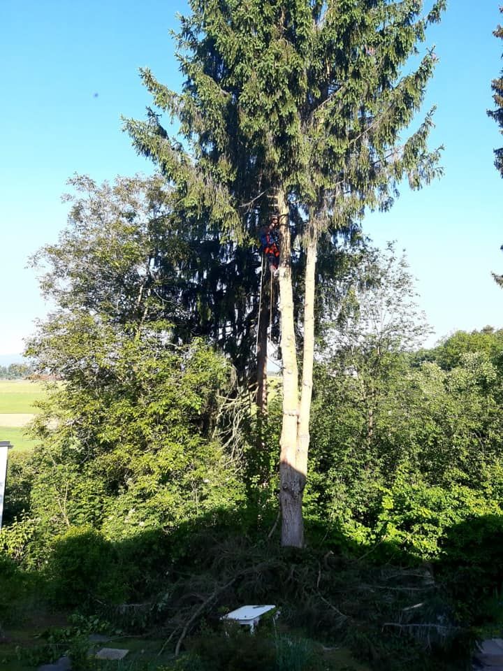 Baumabtragung, Rodungen, Baumschneiden sowie die Entfernung von Bäumen oder Gefahrenbäumen