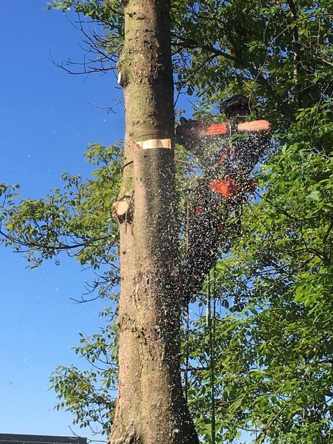 Referenzen - Schriebl Holzschlägerung und Erdbewegung in Lannach Holzschlägerung 