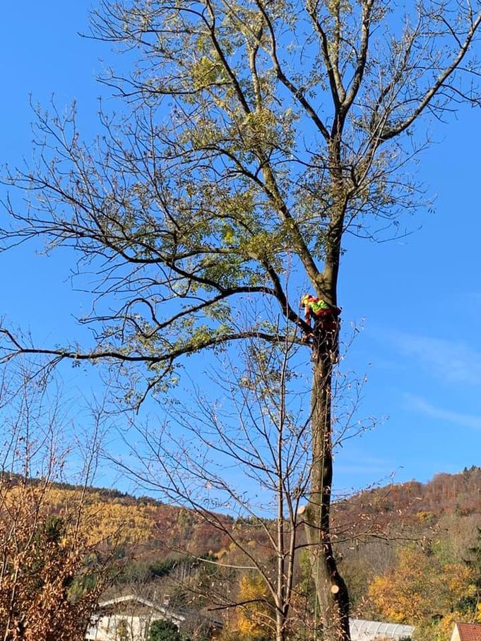 Referenzen - Schriebl Holzschlägerung und Erdbewegung in Lannach Holzschlägerung 