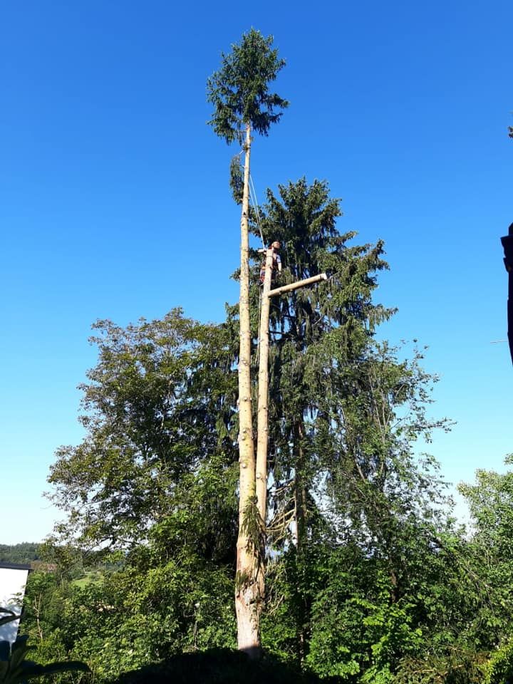 Baumabtragung, Rodungen, Baumschneiden sowie die Entfernung von Bäumen oder Gefahrenbäumen