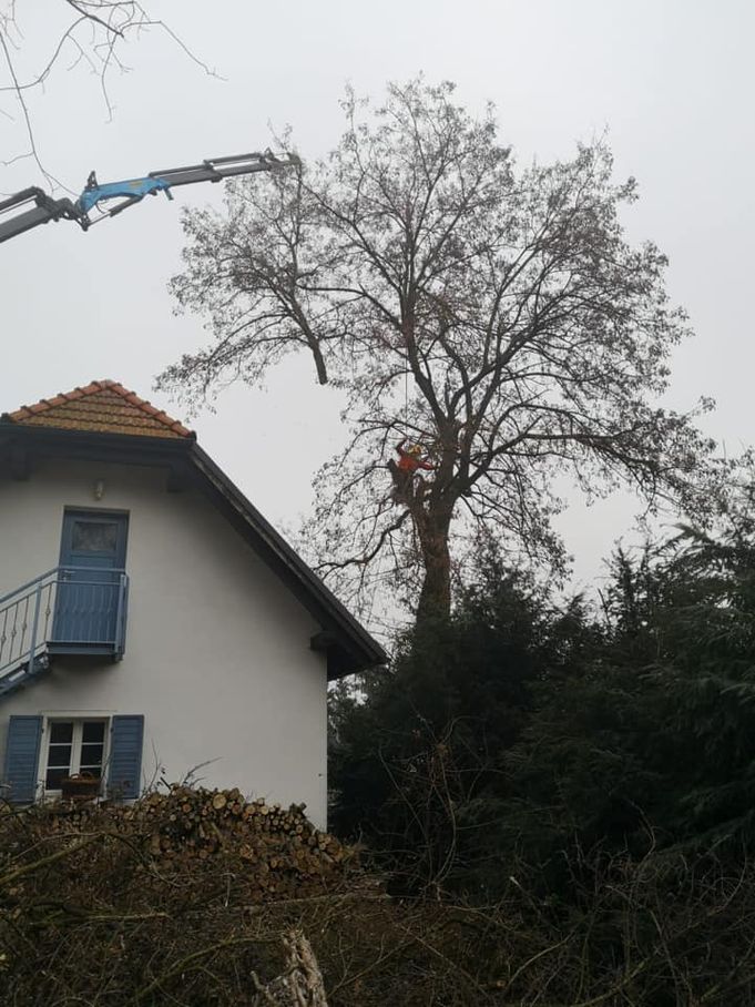 Referenzen - Schriebl Holzschlägerung und Erdbewegung in Lannach Holzschlägerung 